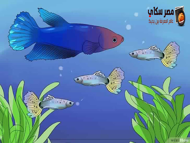 أساسيات تربية أسماك الزينة Ornamental fish
