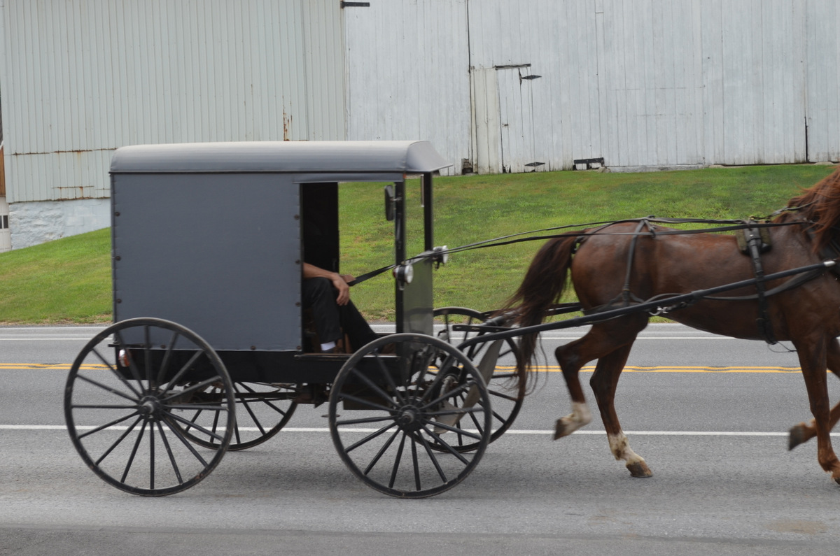 Westie Julep Back From Fabric Shopping in the Amish Countryside of