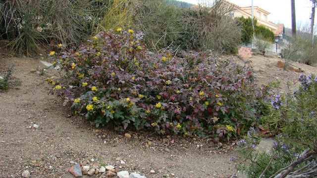 Mahonia o uvas de Oregón (Mahonia aquifolium (Pursh) Nutt.).