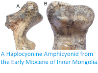http://sciencythoughts.blogspot.co.uk/2016/04/a-haplocyonine-amphicyonid-from-early.html