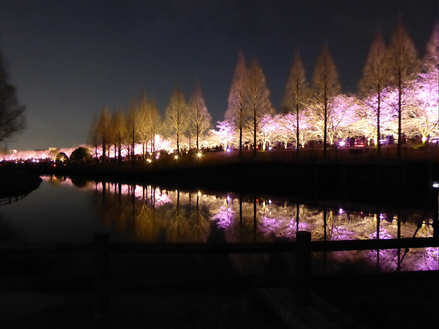 打上川治水緑地 桜のライトアップ 大阪府寝屋川市 関西のウォーキングスポット ブログ