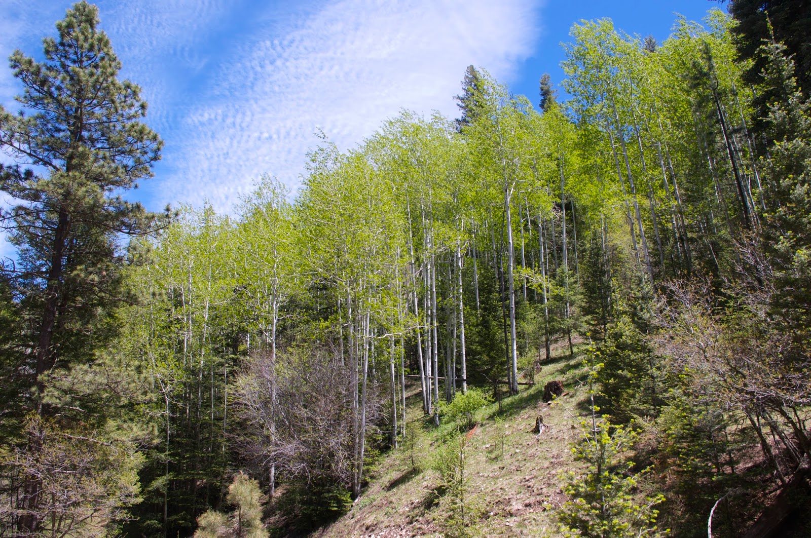 Southern New Mexico Explorer Wayland Canyon Trail( FT 433) Lincoln