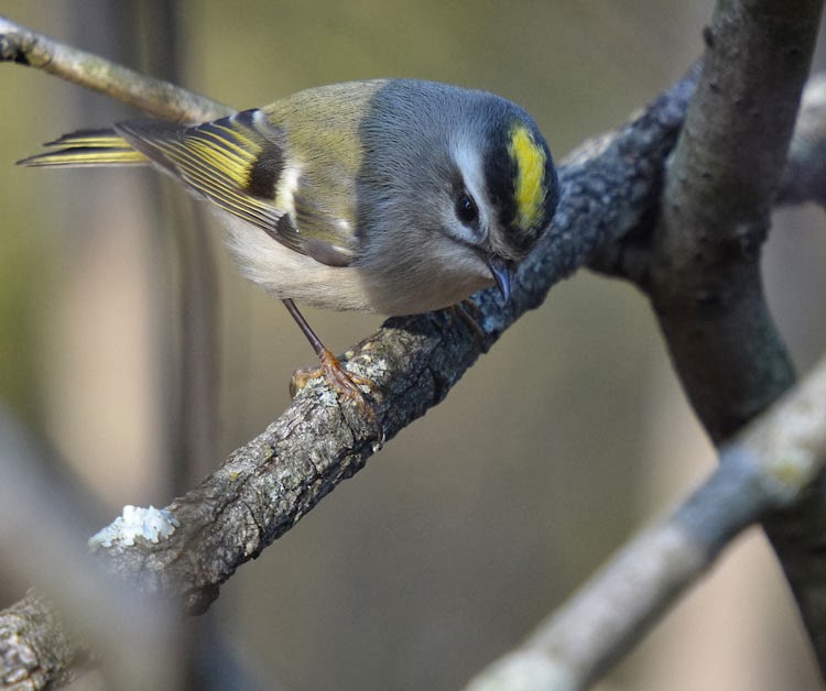 Clear view of the yellow crest on a Golden-crowned Kinglet
