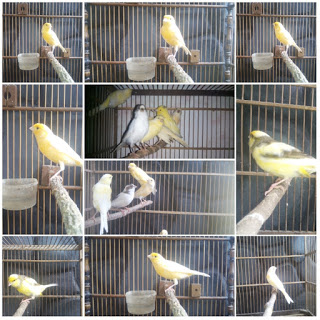 Burung Kenari Cantik Harga Murah 085799113765 Review Produk