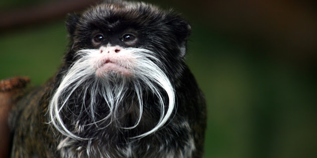 Emperor Tamarin - Tamarin Kaisar Emperor Tamarin - Tamarin Kaisar