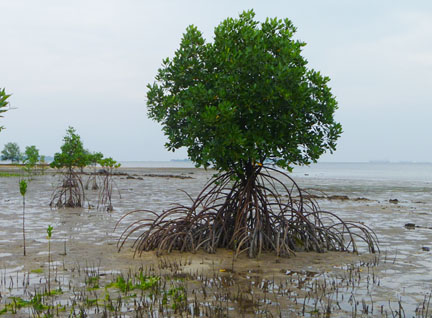 wild shores of singapore: Rare mangroves at Pulau Semakau, and sea anemones