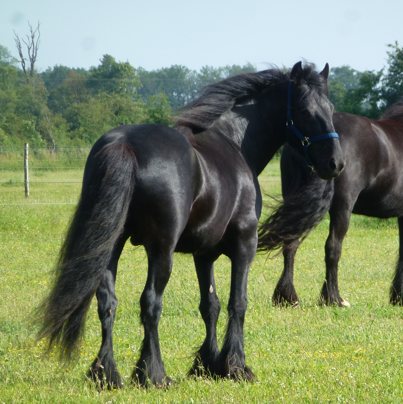 Kingmaker Dales Pony Stud: Spring :)