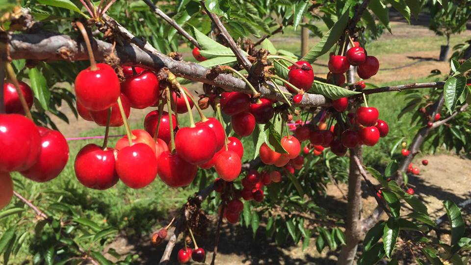 umiyumi2 our life in perth, WA Cherry Picking in Perth