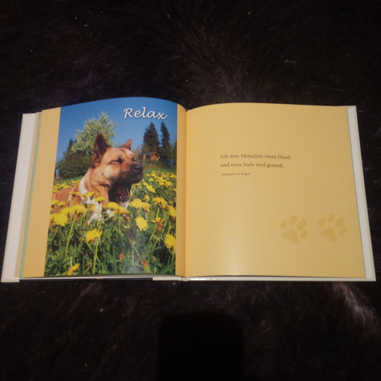 Gassireport Hundeblog April 2016