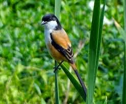 Daftar Burung Kicau Paling Populer Dhanyinfo Com