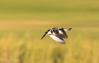 Birds in Flight Photography with Canon EOS 6D / EF 70-300mm f/4-5.6L IS USM Lens Birds in Flight Photography with Canon EOS 6D / EF 70-300mm f/4-5.6L IS USM Lens