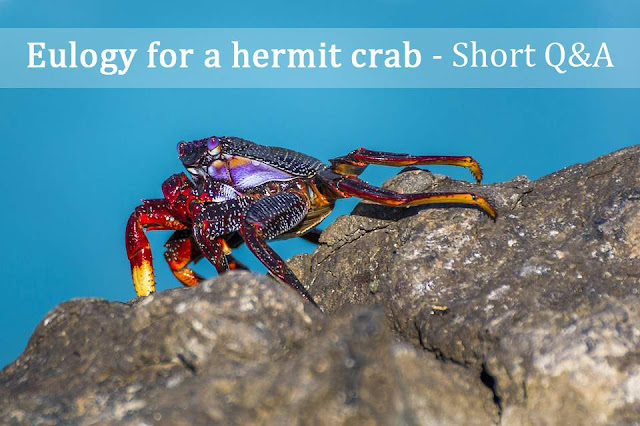 Eulogy for a hermit crab - Short Q&A