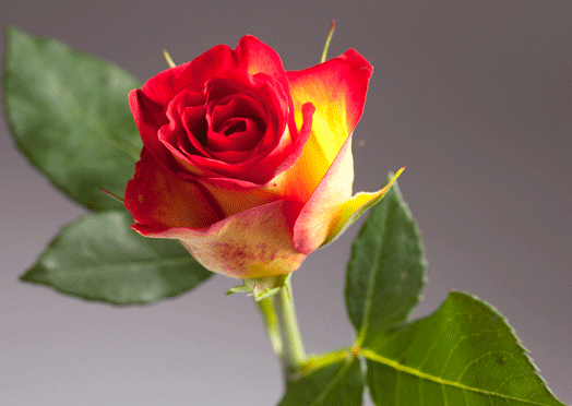 rose+5.gif