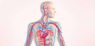 LOS CIENTIKIDS: (III) Circulation takes place in The circulatory system