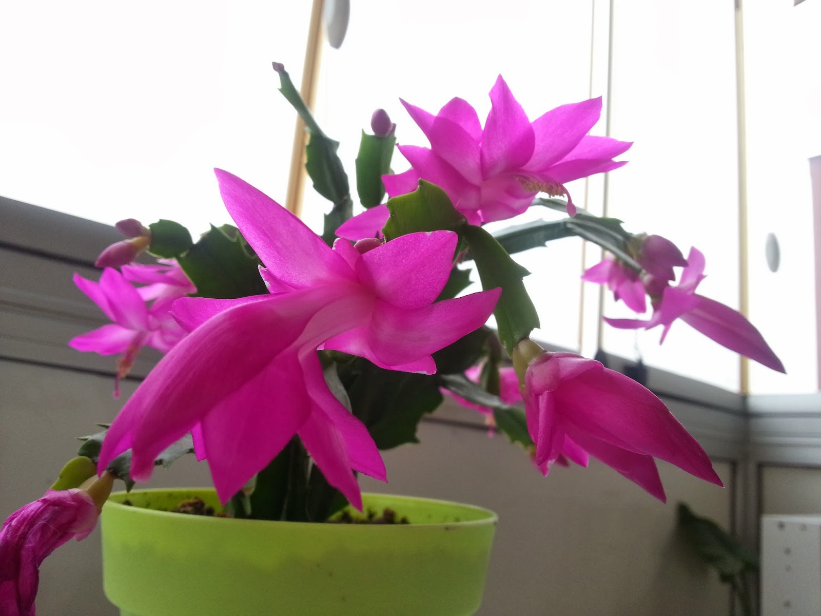 Kedimin Hobi Defteri: Noel Hazırlıklarım 2 ve Yılbaşı Çiçeği..