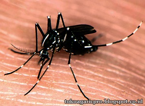Obat Demam Berdarah Obat Demam Berdarah