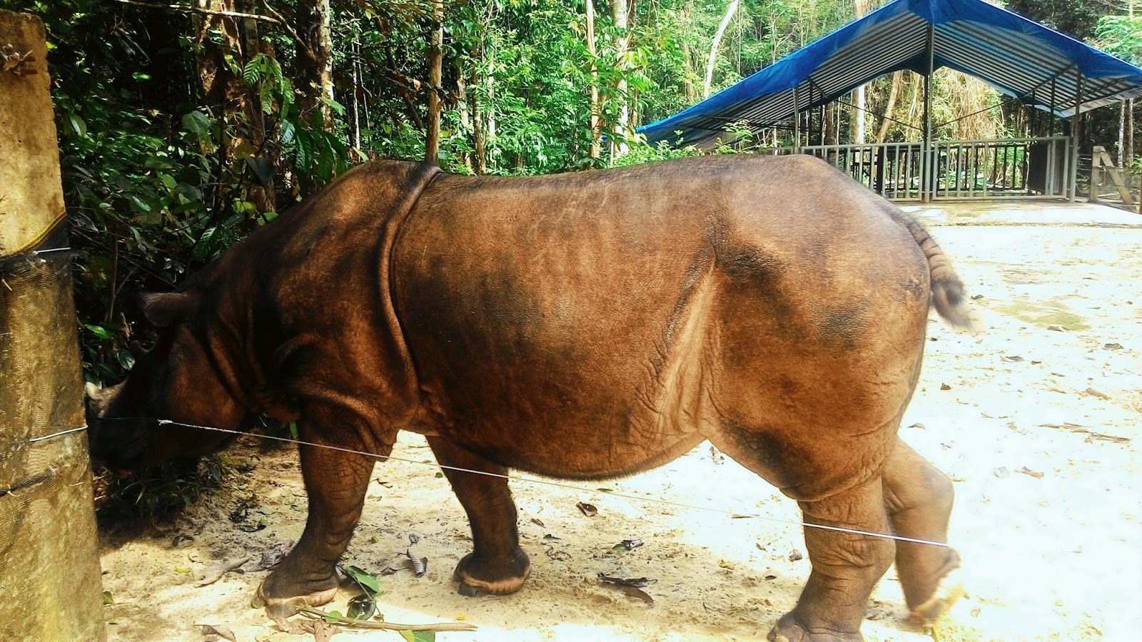 Wallpaper Badak Lampung Hd