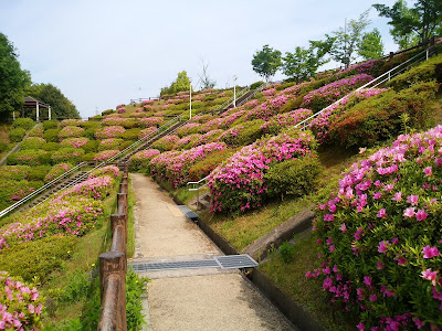 【枚方市・津田サイエンスヒルズ】空見の丘公園のつつじ 【枚方市・津田サイエンスヒルズ】空見の丘公園のつつじ