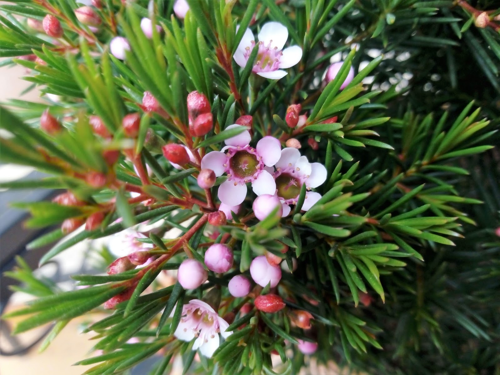 Biosfera vegetal. Flor de cera (Chamelaucium uncinatum Desf.). Biosfera vegetal. Flor de cera (Chamelaucium uncinatum Desf.).