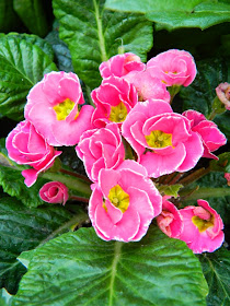Rose Edge Primula Acaulis Allan Gardens Conservatory 2014 Easter Flower Show garden muses-not another Toronto gardening blog