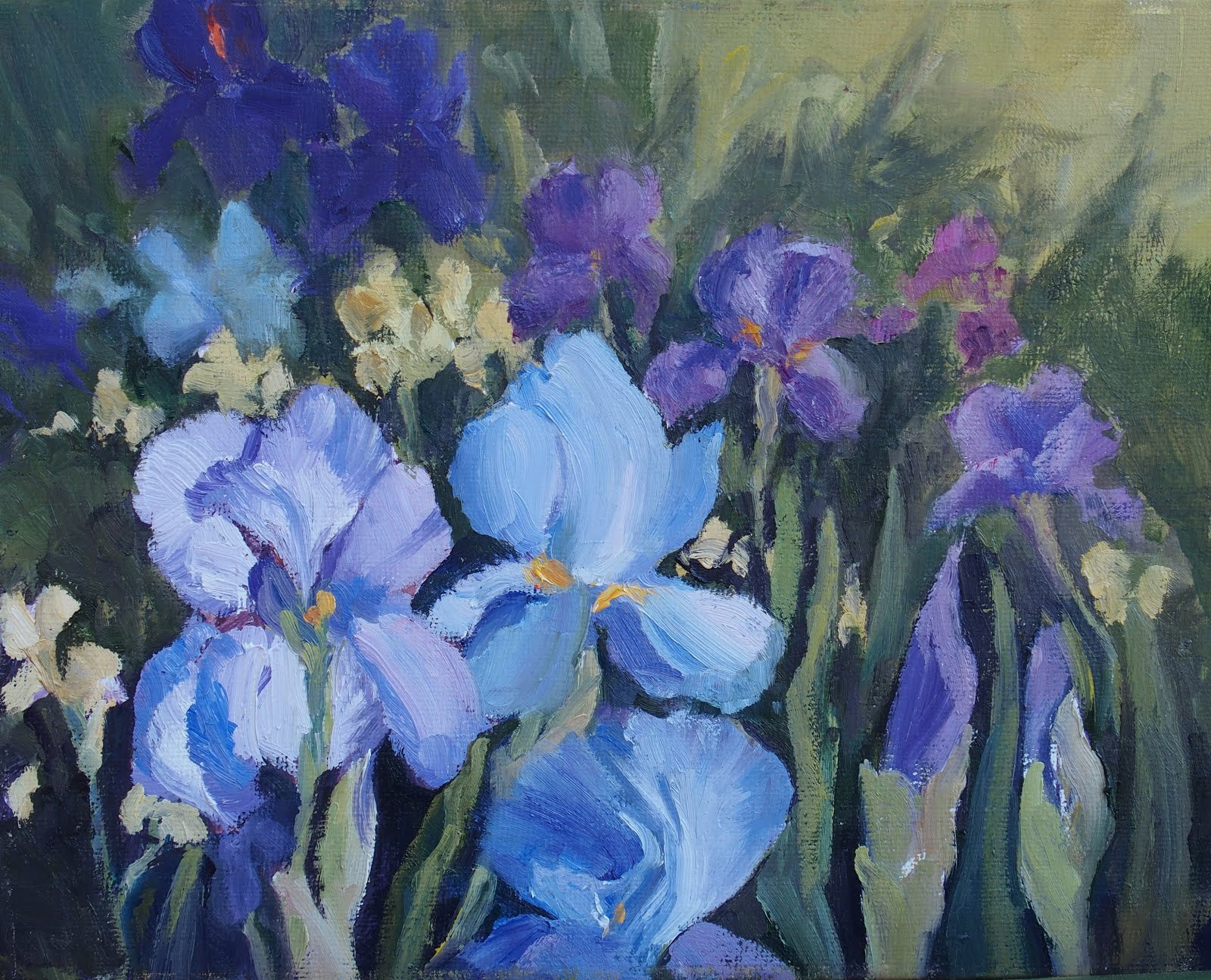 Iris Show - Lauren