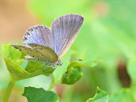 blue winged butterfly, striated antenna