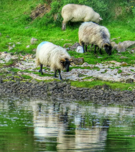 Sheep in Westport Ireland