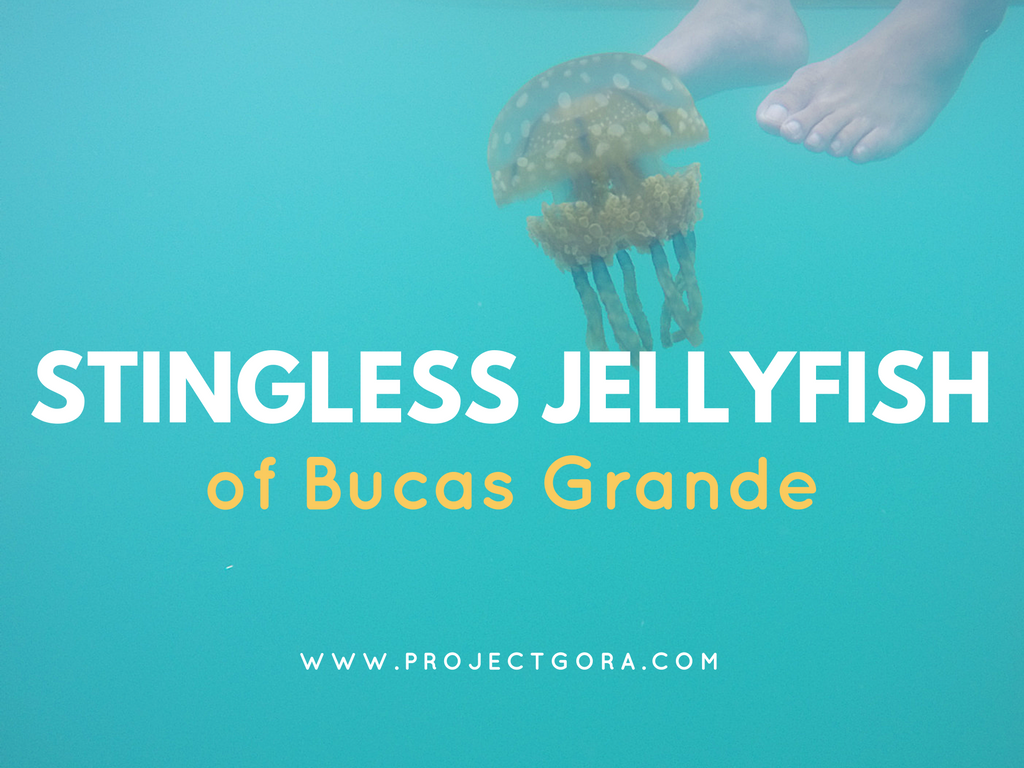 Project Gora Swim with stingless jellyfish of Sohoton Cove in Bucas