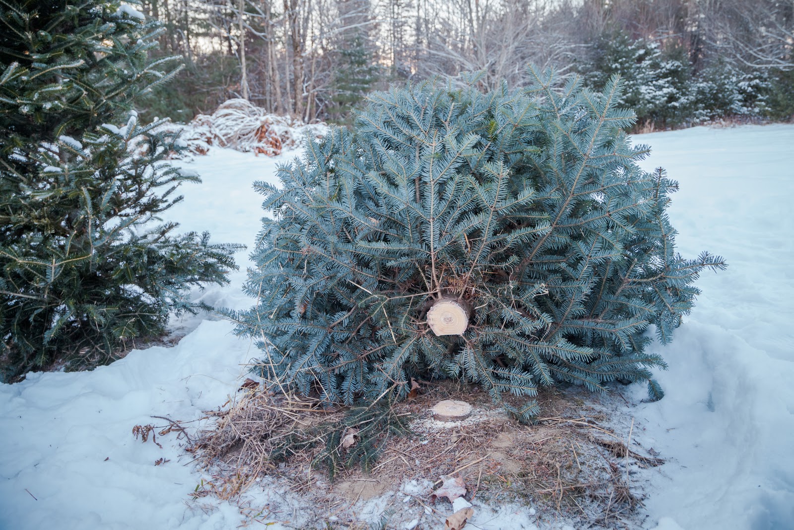 Cut Your Own Christmas Tree This Winter - Explore the World with Simon ...
