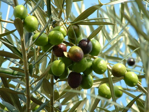 ripening olive fruits on stems