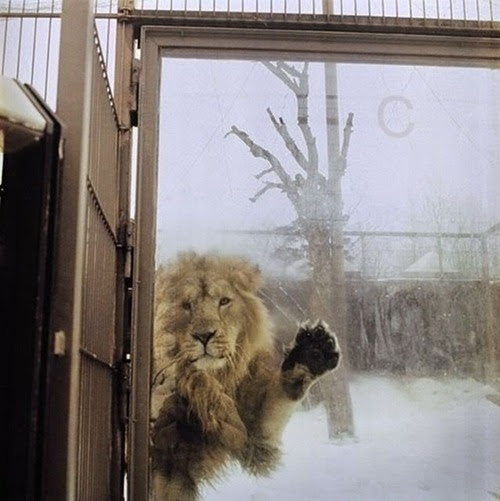Photo : おい、寒いわ…中に入れてくれ…! !