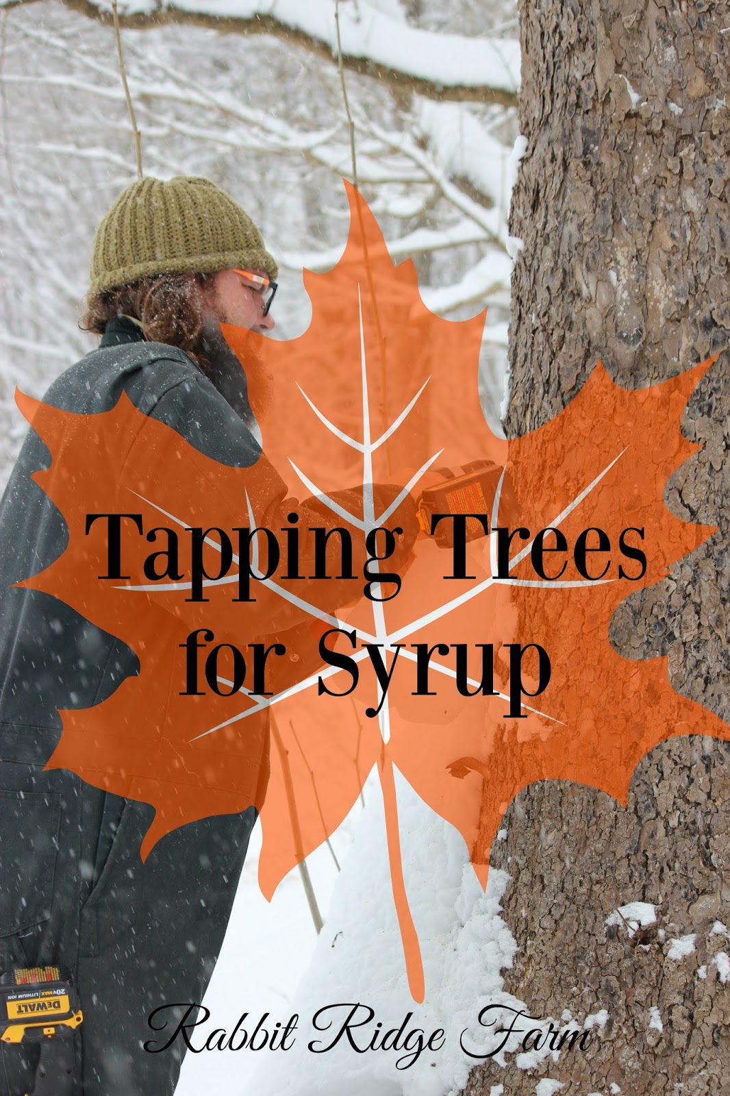Tapping Trees for Syrup