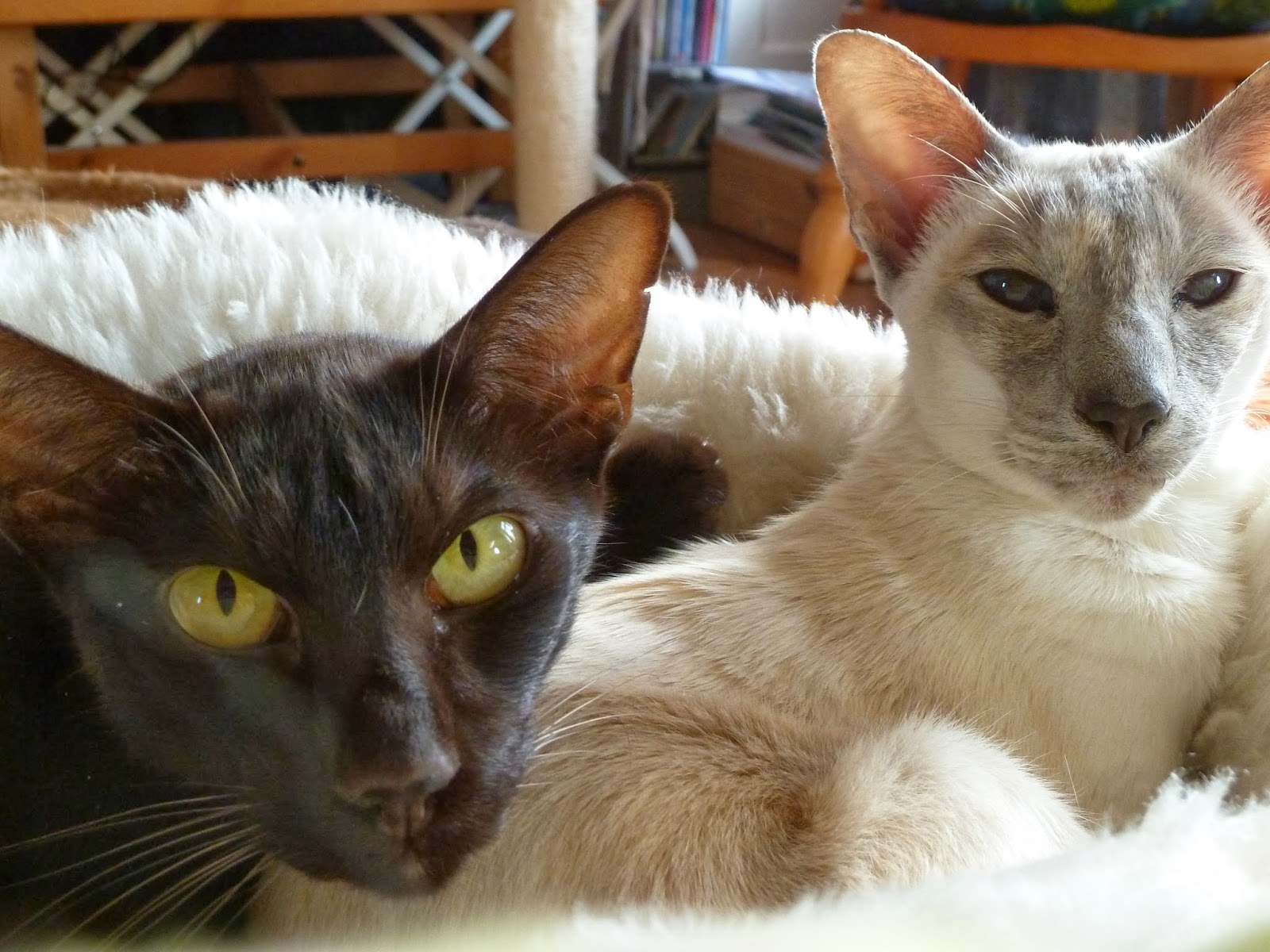 Siamese and Oriental Short Hair cats