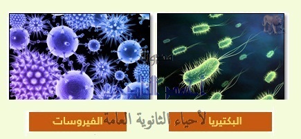 المناعة فى الإنسان - البكتيريا والفيروسات 