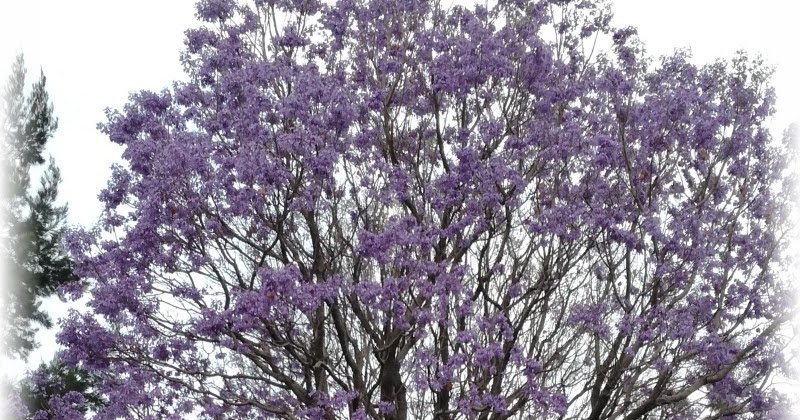 El cuexcomate: Jacaranda, árbol que nos regala un hanami