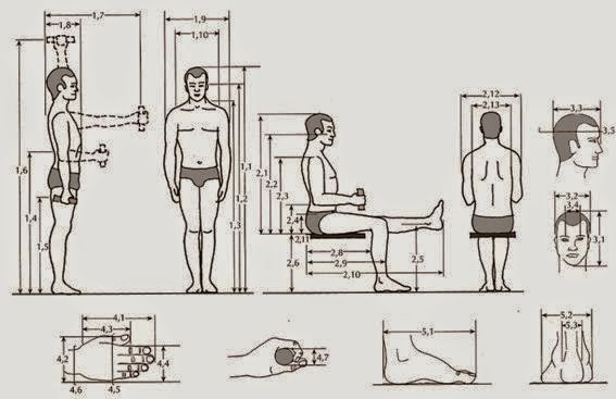 Erogonomía Y Antropometría