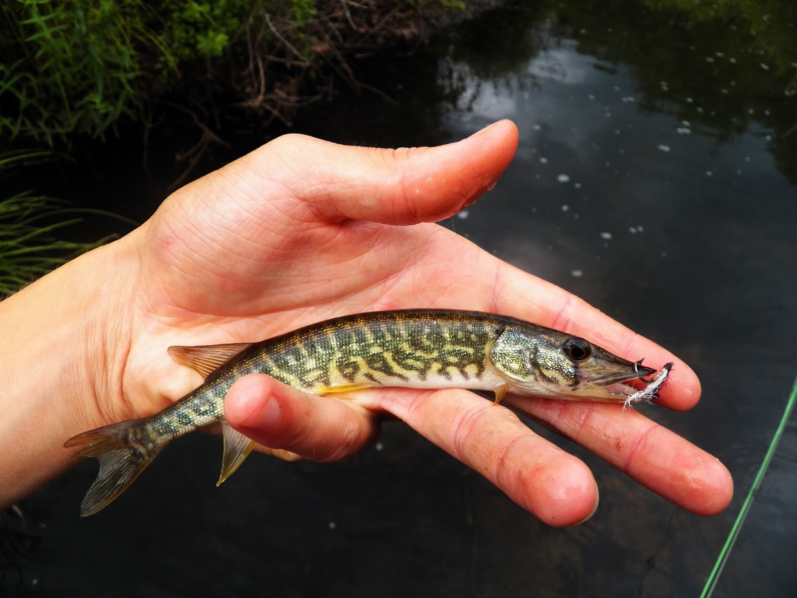 Connecticut Fly Angler On The Hunt for Red Fin Pickerel and Brook Trout