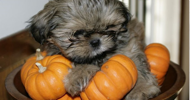 7 Frutas e vegetais que são venenosas para o seu Shih Tzu