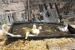 chicken coop electric fence wire edible garden predator strands prevention
