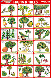 Contains 18 images of Fruits &their Trees