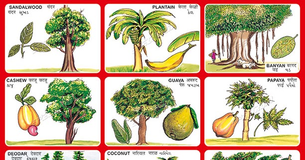 Spectrum Educational Charts: Chart 102 - Fruits & Trees