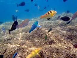 ikan diving lombok