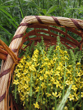 Agrimony Flowers