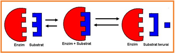 BIOLOGI GONZAGA ENZIMOLOGI