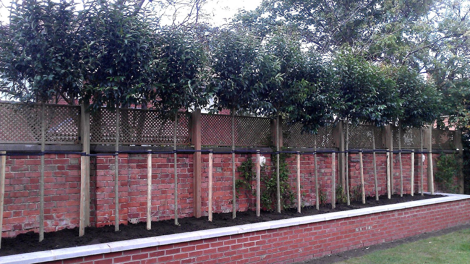 Neighbours Trees Blocking View Tree Choices