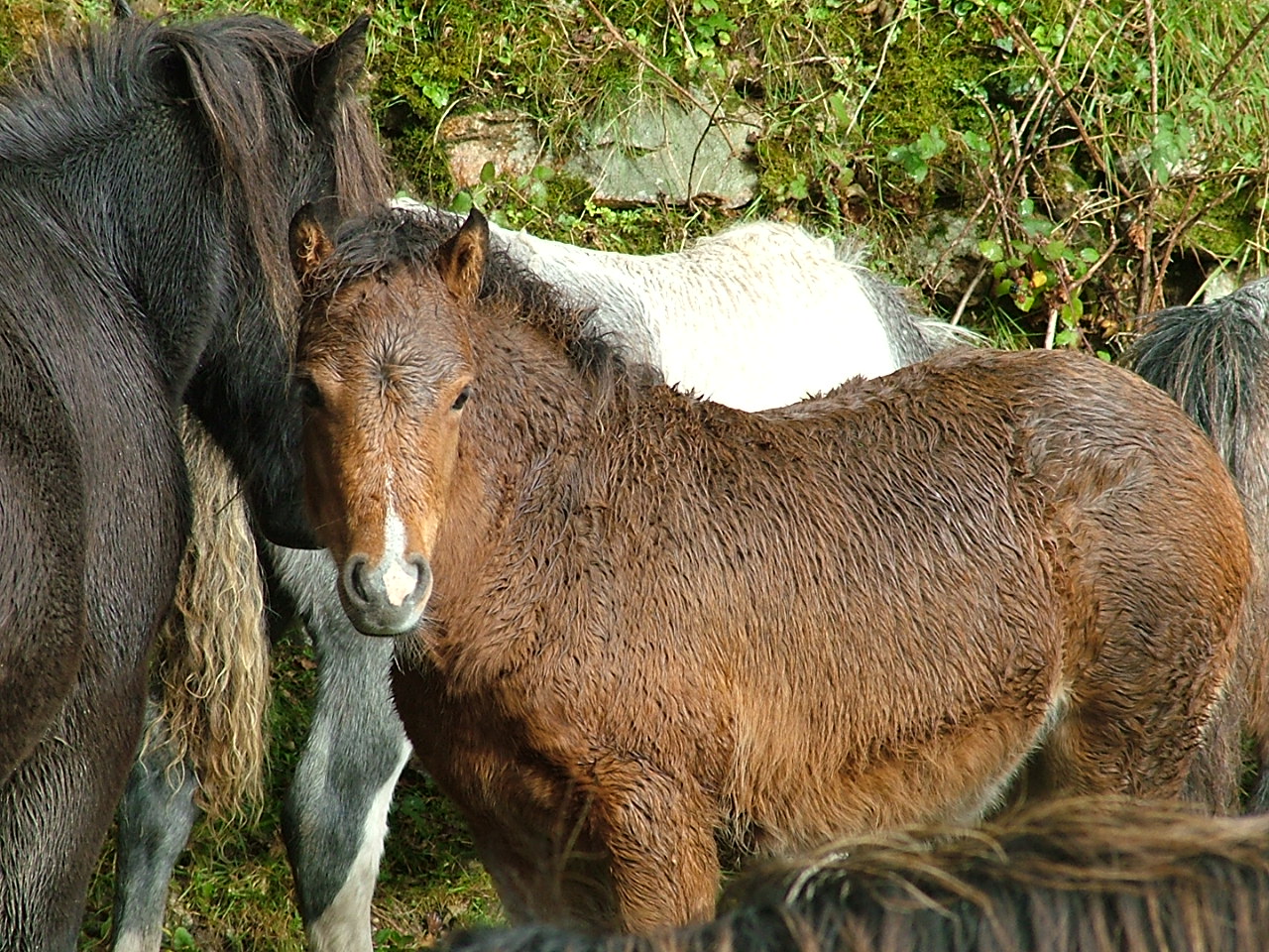 Dartmoor Pony Training Centre Rehoming Blog