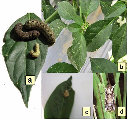 Contoh Hewan Golongan Mamalia - Tracy Notes
