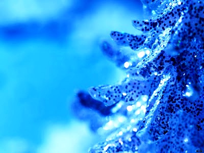 Christmas Tree Wallpapers Animated 2015 ~ Merry Christmas 2015