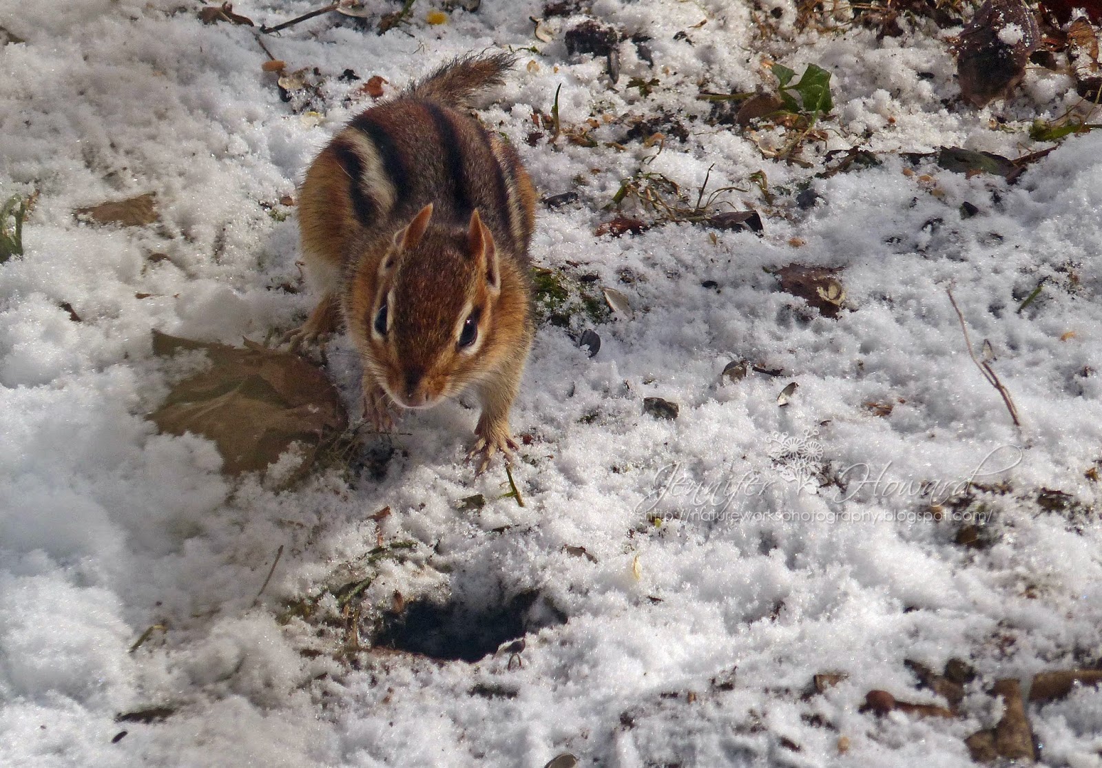 do birds hibernate during winter do birds hibernate during winter