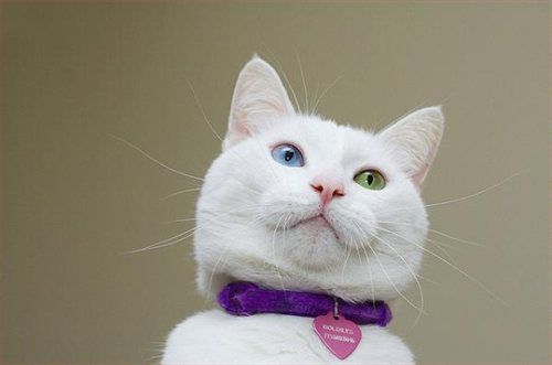 Resultado de imagem para Gato De Olho Ímpar